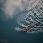 Photo by Braedon McLeod on Unsplash